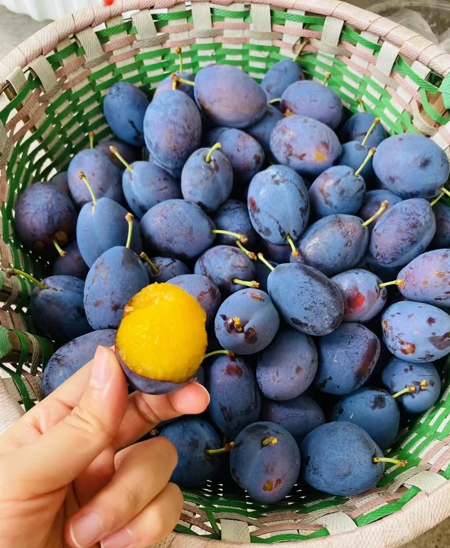 2025年头茬新鲜西梅当季饱满多汁现摘现发蓝蜜西梅鲜果孕妇水果包