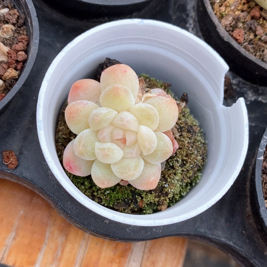 精品多肉一物一拍不包整322