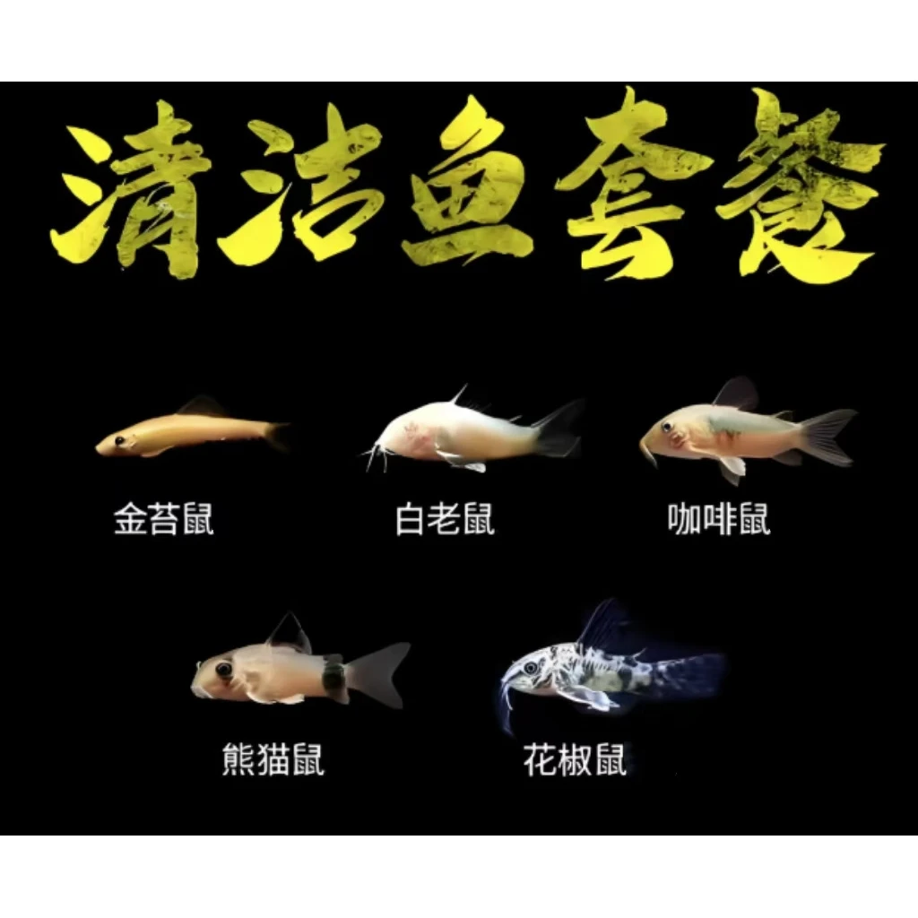 鼠鱼合集熊猫鼠咖啡鼠花椒鼠白鼠熊猫鼠青苔鼠工具鱼