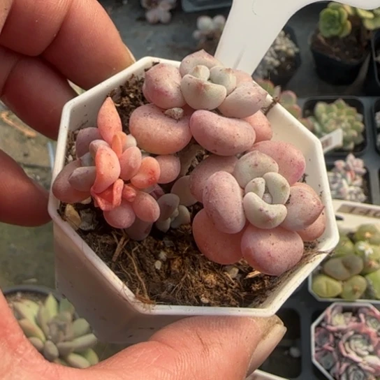 280花班鹿多肉植物多