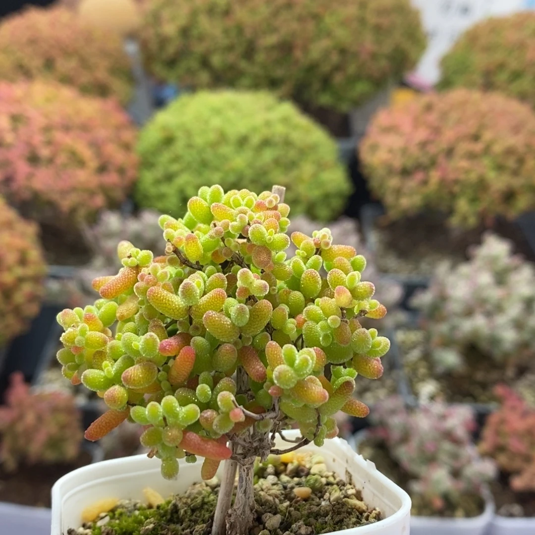 蜜橘糖球4265枝干番杏