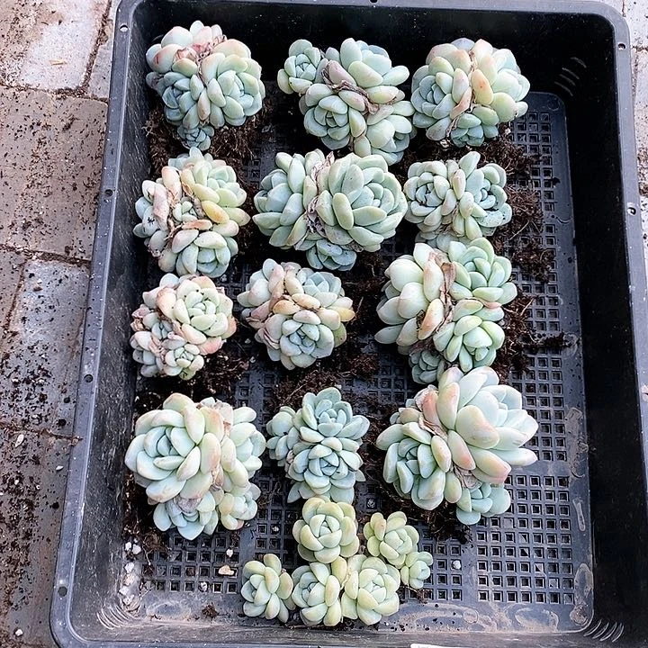 特价一筐群生冰玉