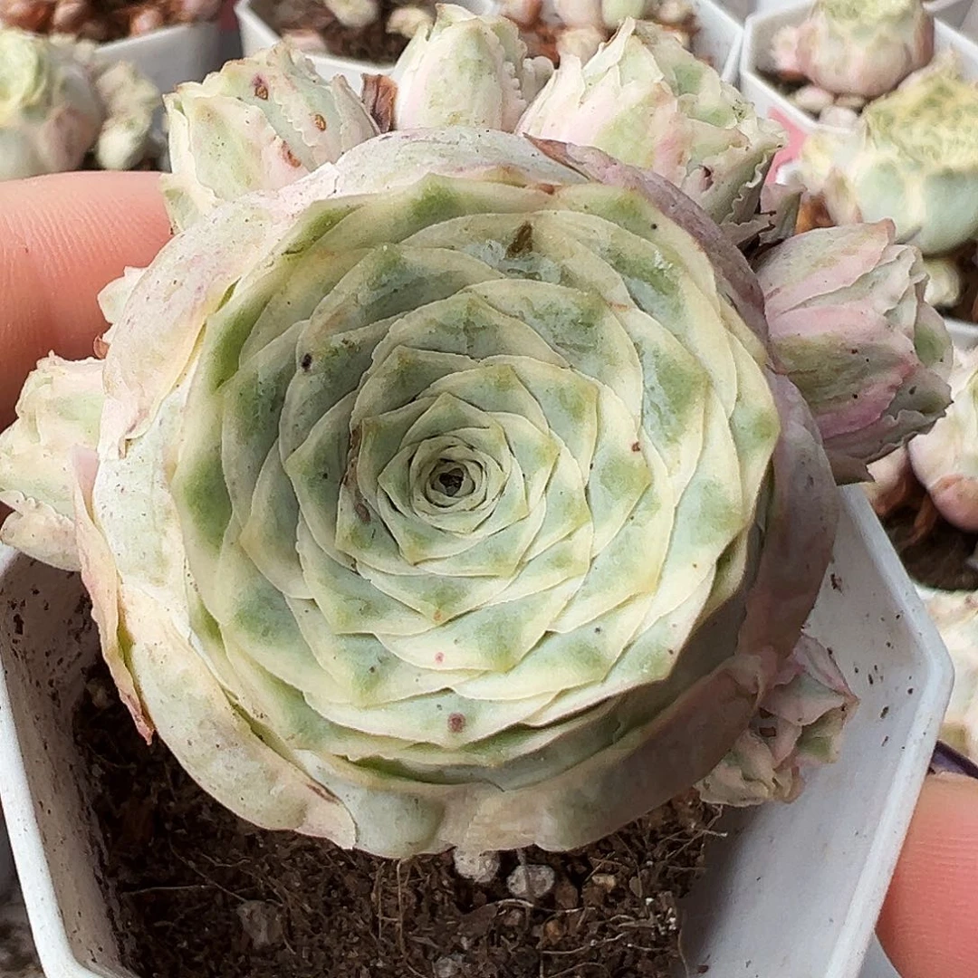 山地玫瑰锦秋夕10月1日166号