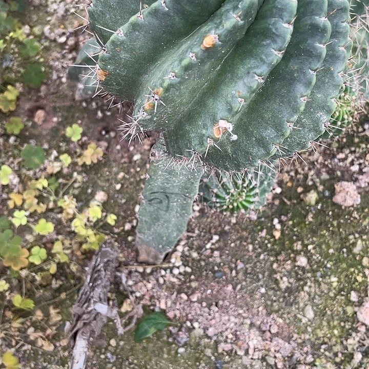 秀蒲嫁接10加洛可可清渠福利