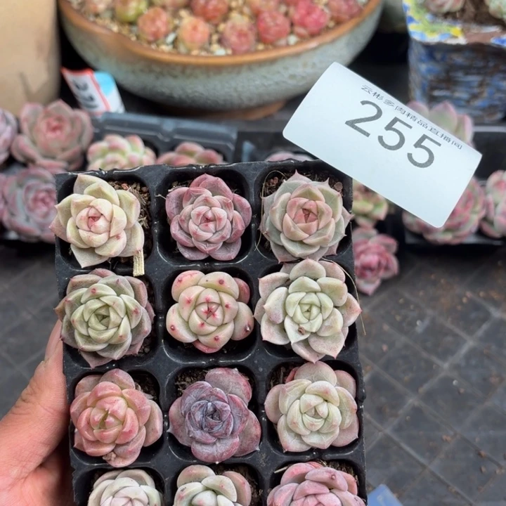 255。