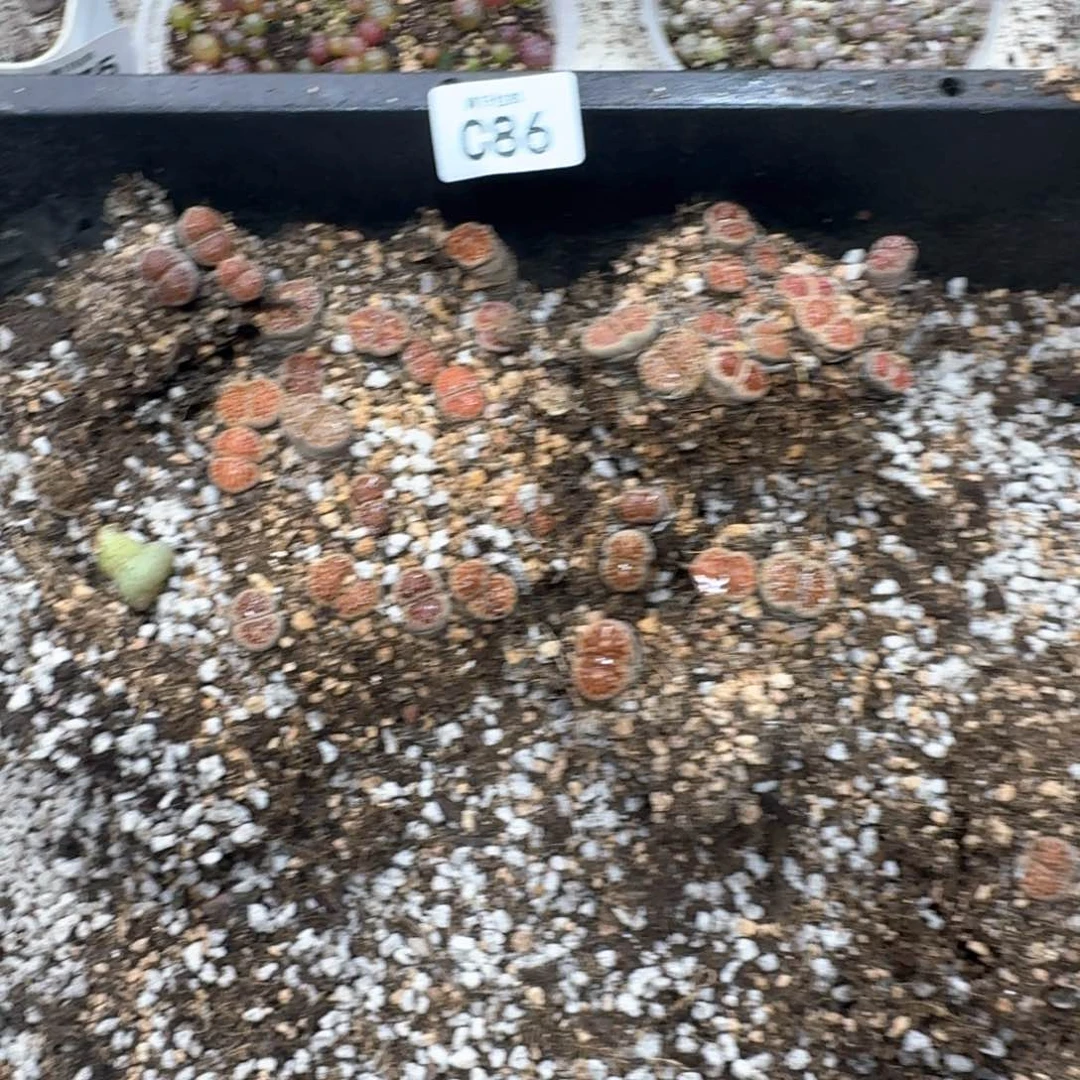 C86。菊清框福利脱土