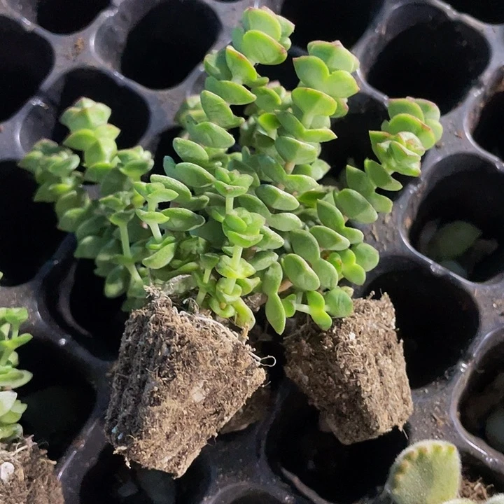 小钱串1元带土发