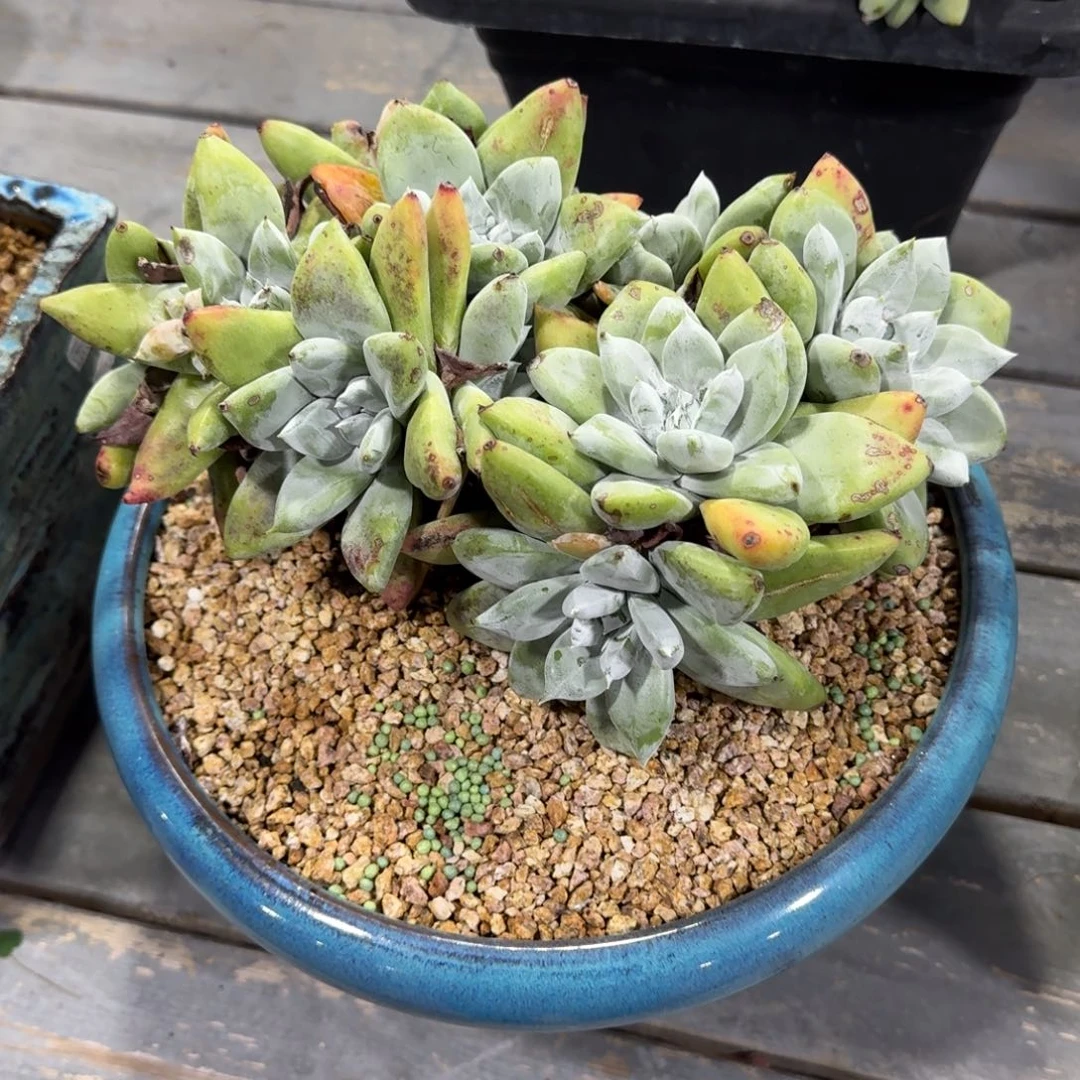 程***程多肉植物仙女杯老桩