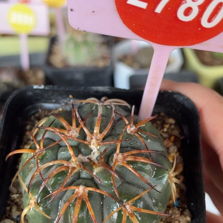 实生猫爪伏刺天平2780