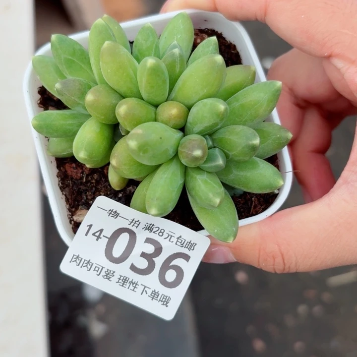 千代田多肉无盆土发货多