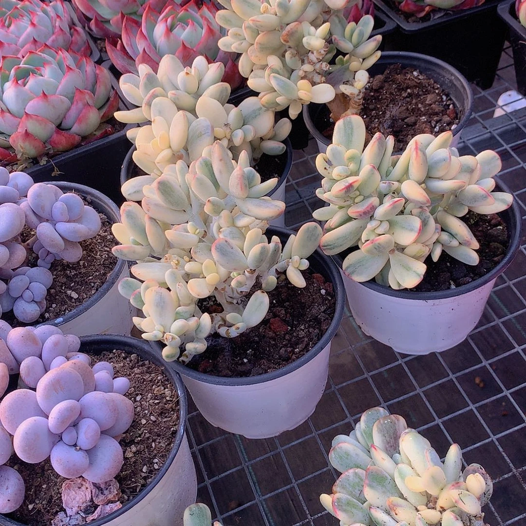 福娘锦捡漏3567788899999