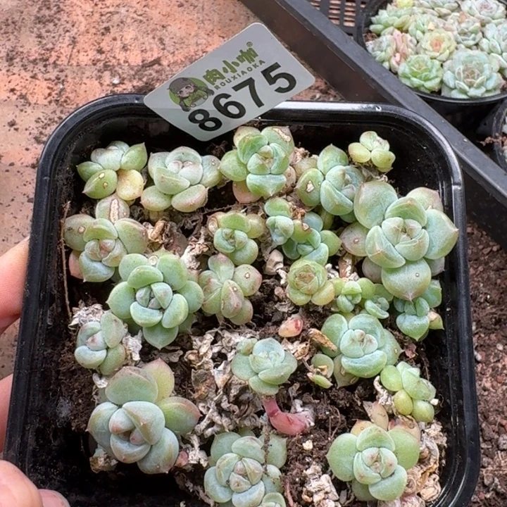 凉***a多肉植物多肉植物