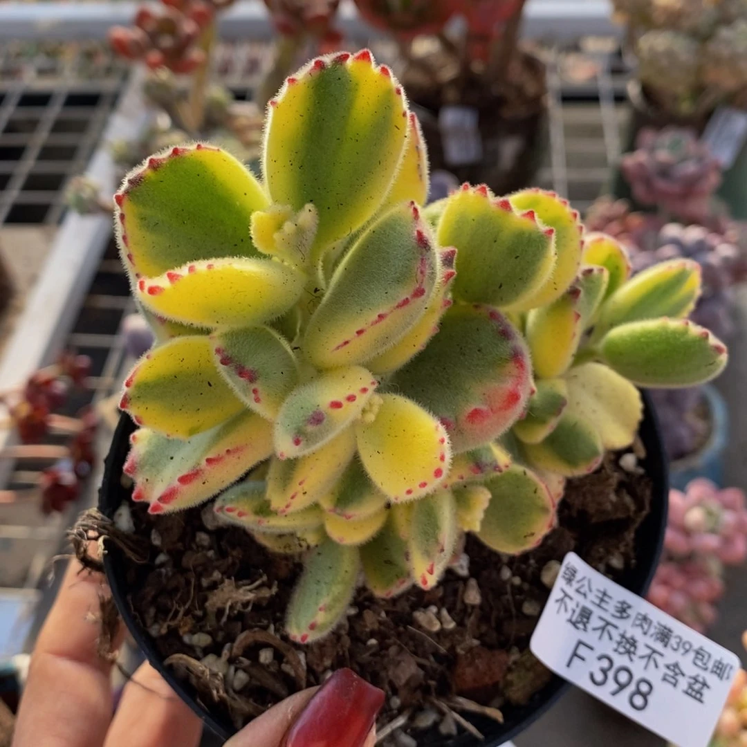 彩熊398/10cm多肉