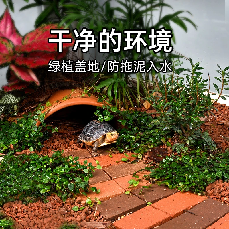 黄缘龟箱专用爬藤植物半水龟水陆缸生态造景攀爬绿植匍匐铺地垫材