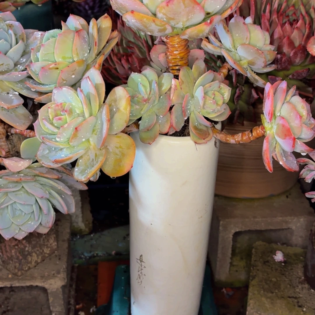 新***老桩精品肉肉白凤