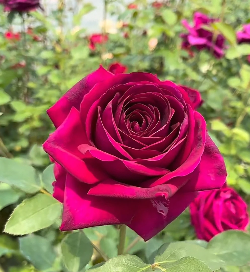 皇宫月季花苗阳台盆栽花卉四季开花植物带花苞浓香蔷薇玫瑰花树苗