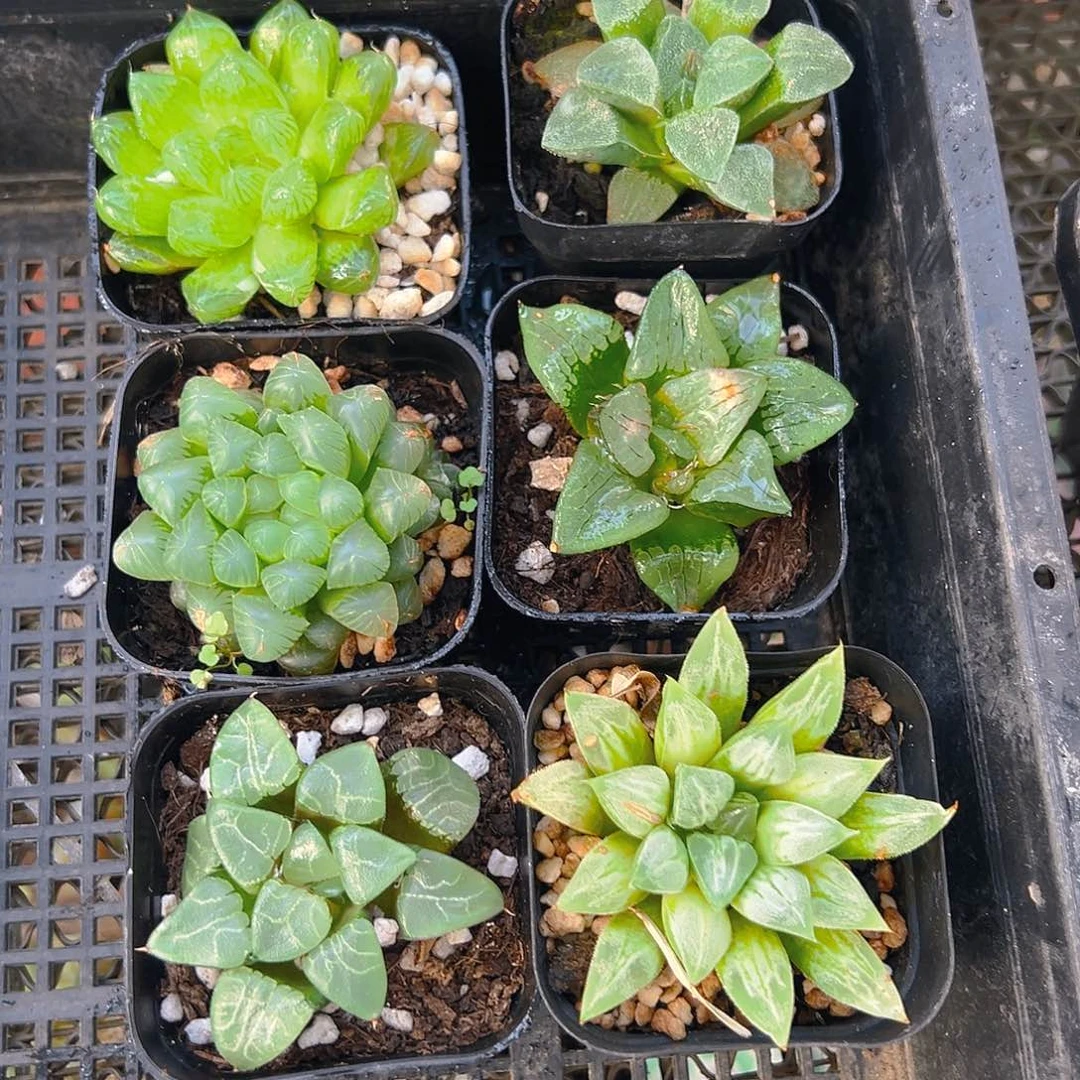 6411多肉植物6颗多肉多肉