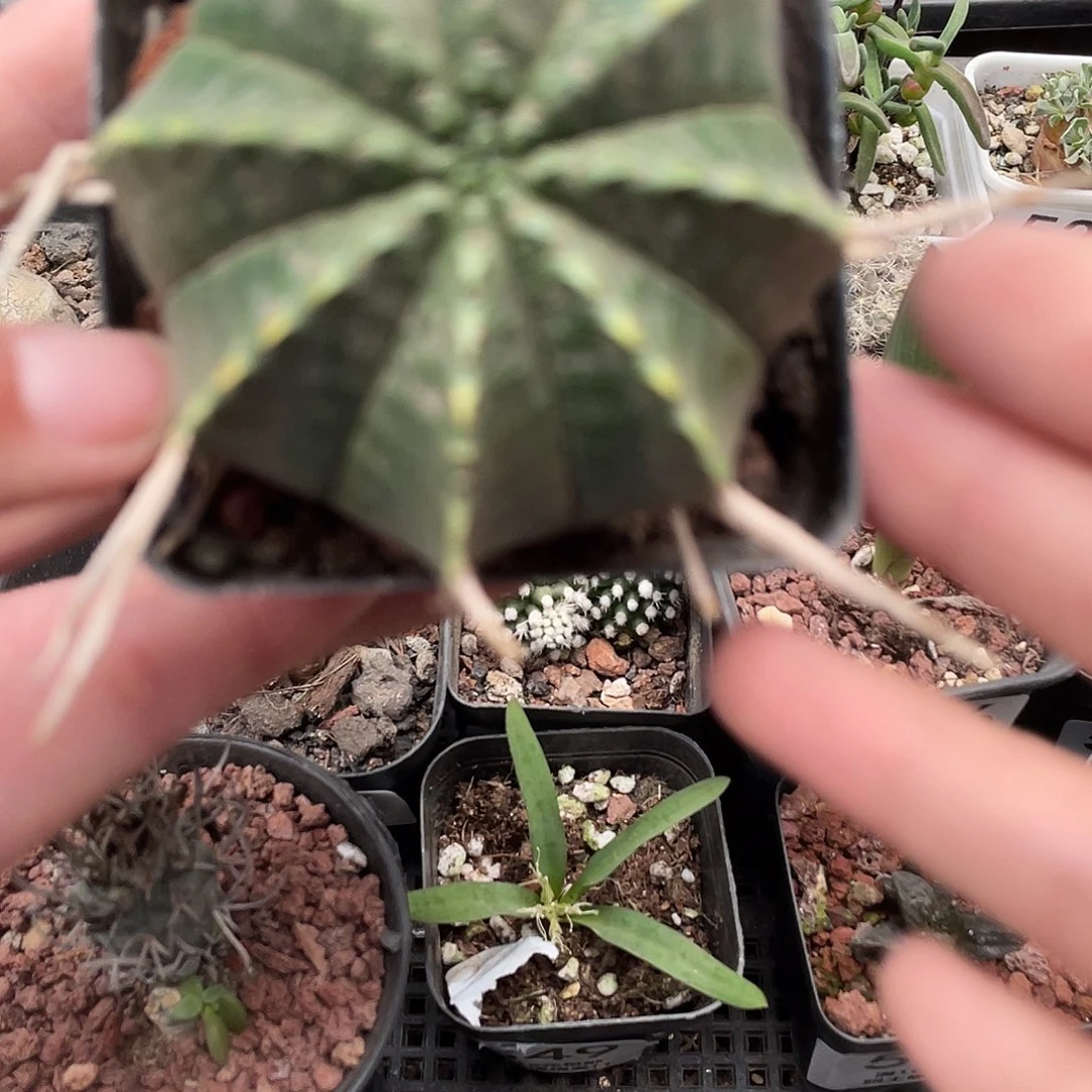 554法丽达（满18包邮）