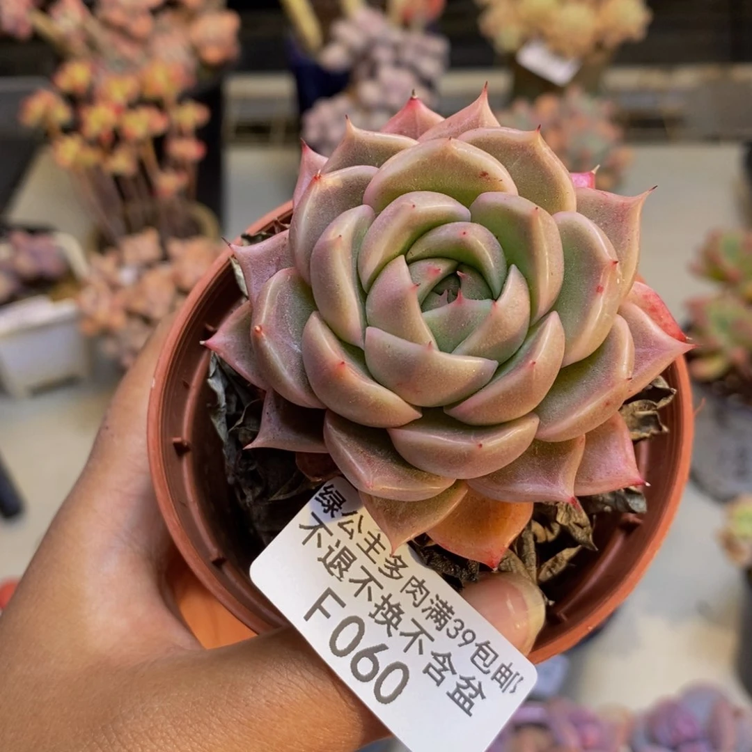 060香槟多肉肉6c m