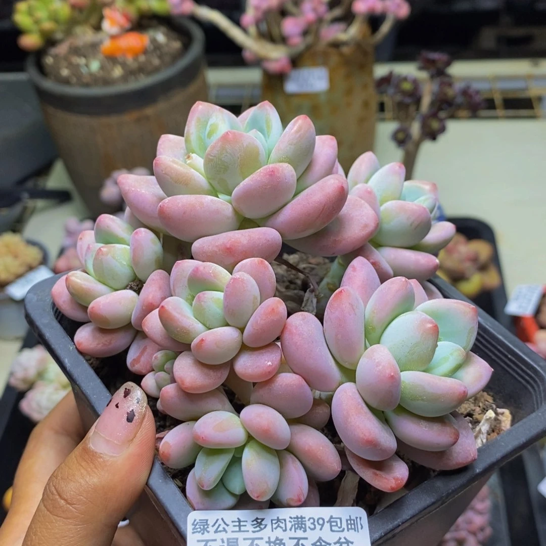 482樱花洛神多肉10cm