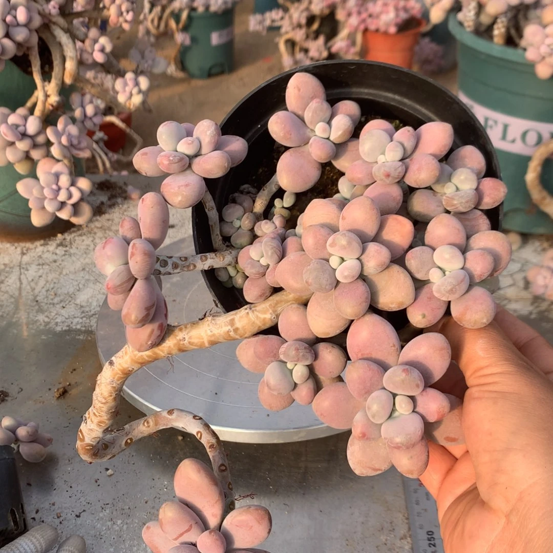 桃蛋老桩不带盆61号