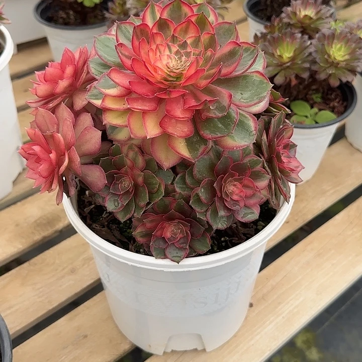 法师多肉植物黑魔