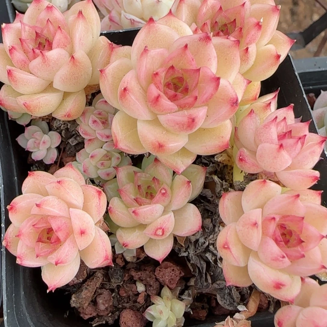 花语逸境0210-24无售后