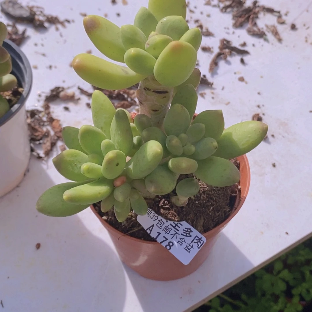 芒果树178多肉植物