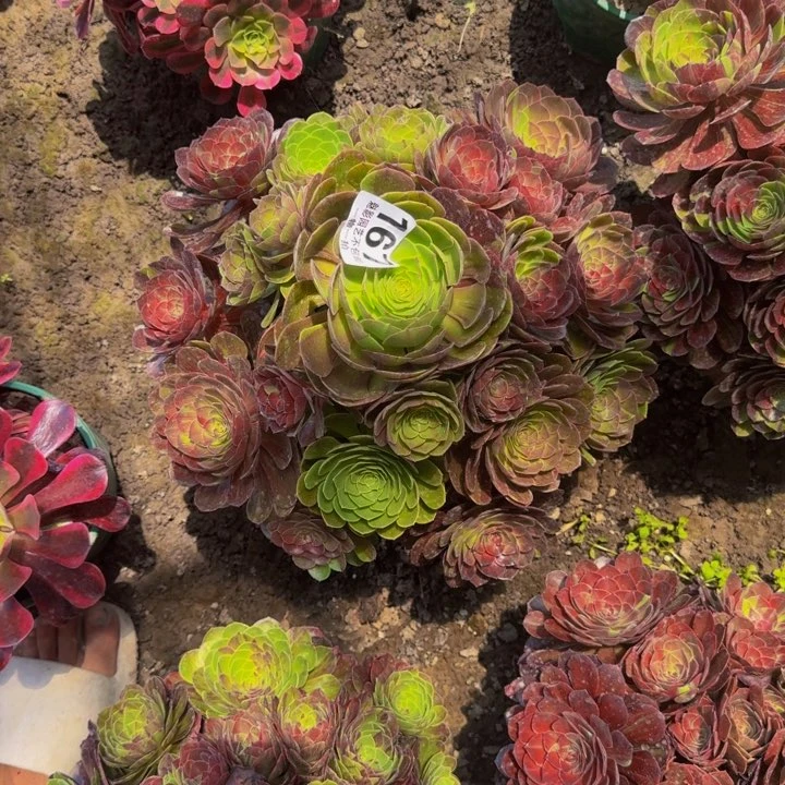 花月夜花25-23包邮花花