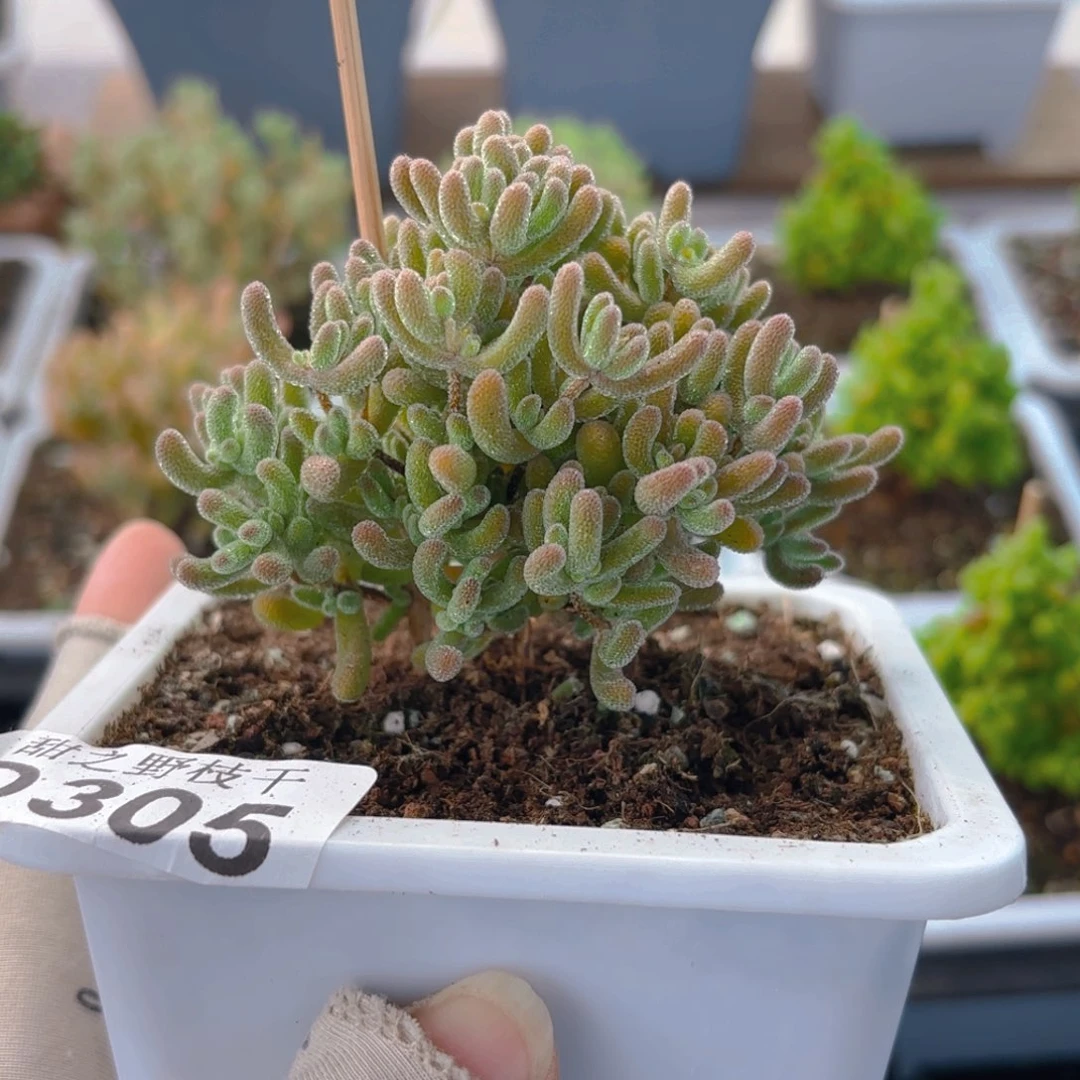 冰晶红叶杂305。