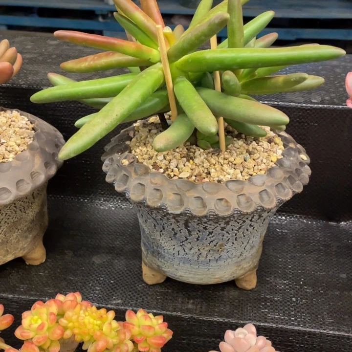 铁****疮弥鹿之森一物一图