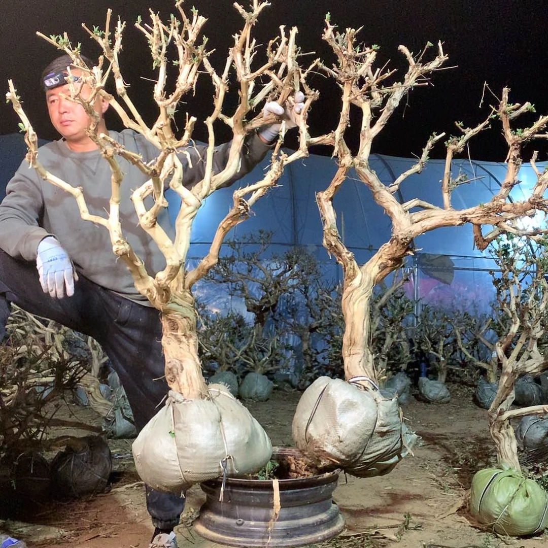 金银花5567555685885