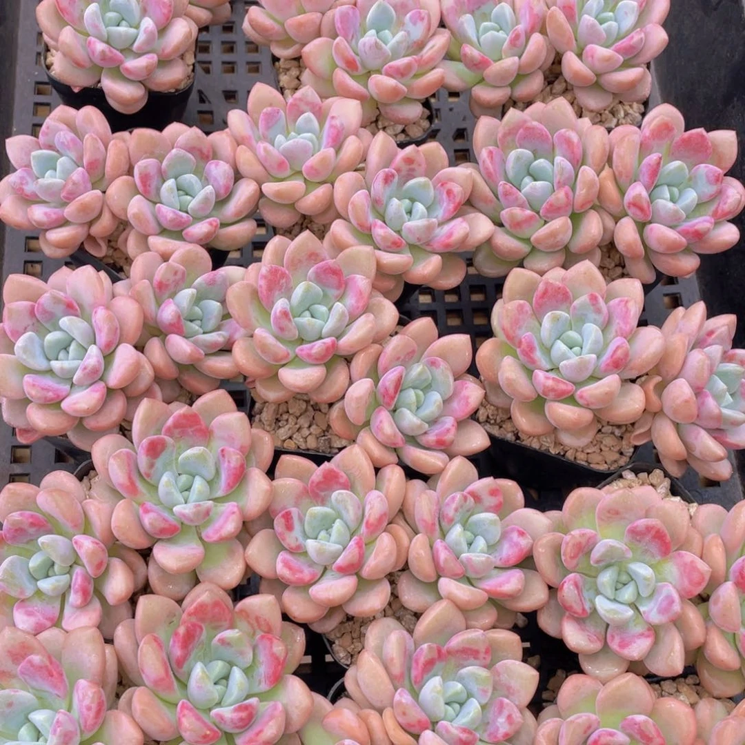 量拍6号 白鹭花斑鹭老桩大双头一个