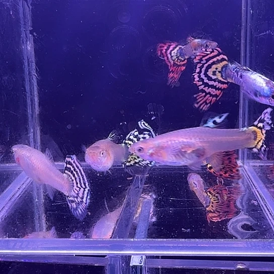 孔雀鱼花老虎3对孔雀鱼