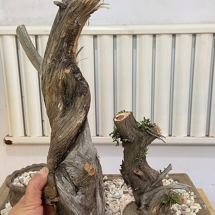 杨***艺柏木崖柏根雕艺术天然