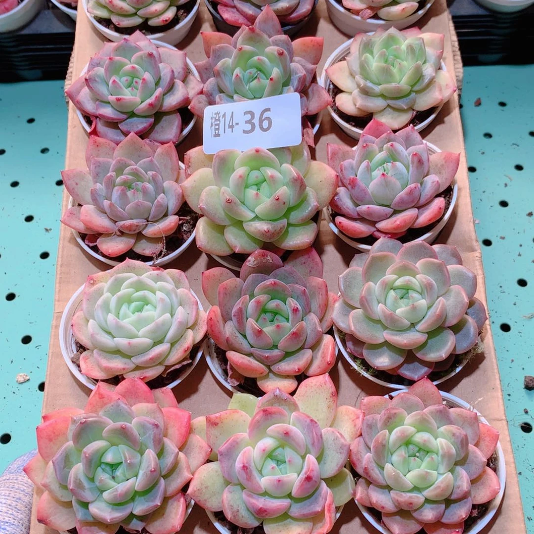 14-36一物一拍多肉带盆18颗