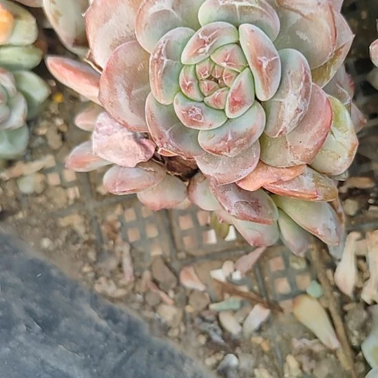 福利两颗突尼斯4头不售后