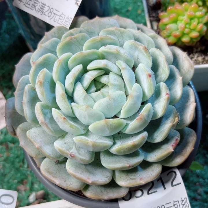 幸运的是我还没遇到过