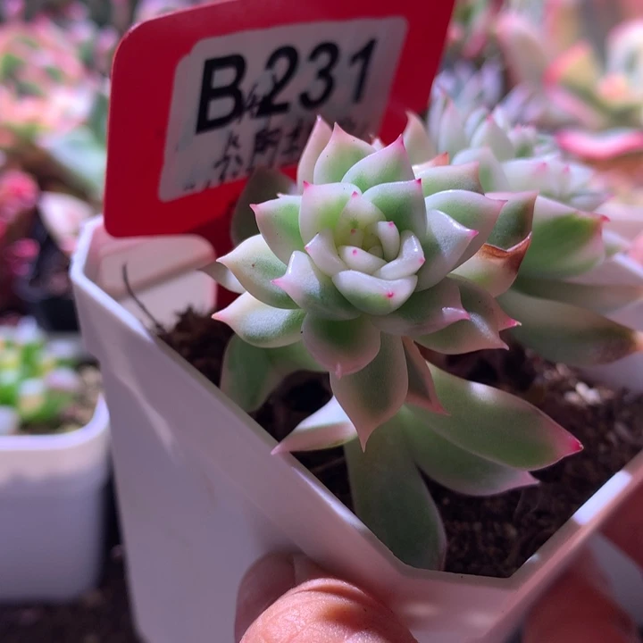 卡利斯托小砍头价格