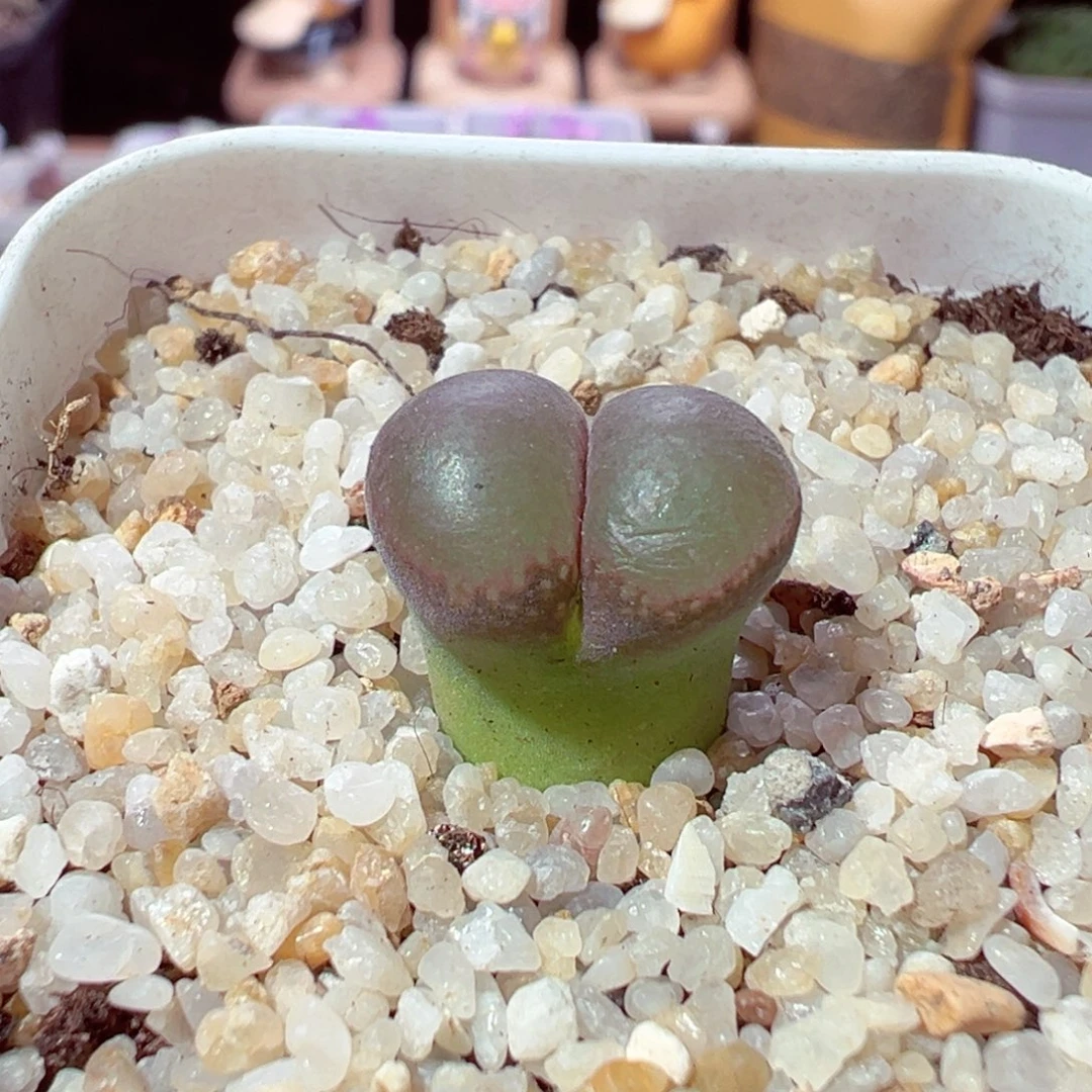 1103-399多肉多肉多肉