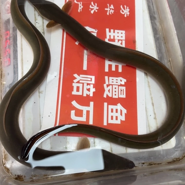 野生鳗鱼包活到家