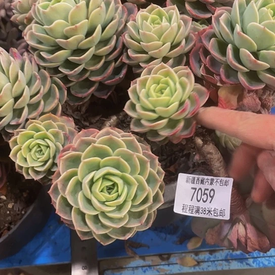 皮*王哈密瓜7059多肉