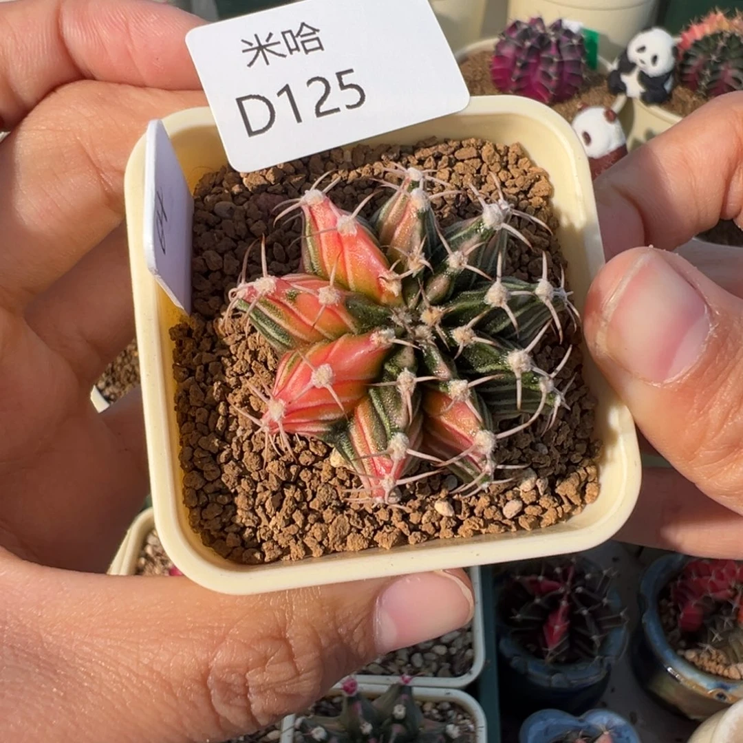 125 好看的米哈冲冲冲
