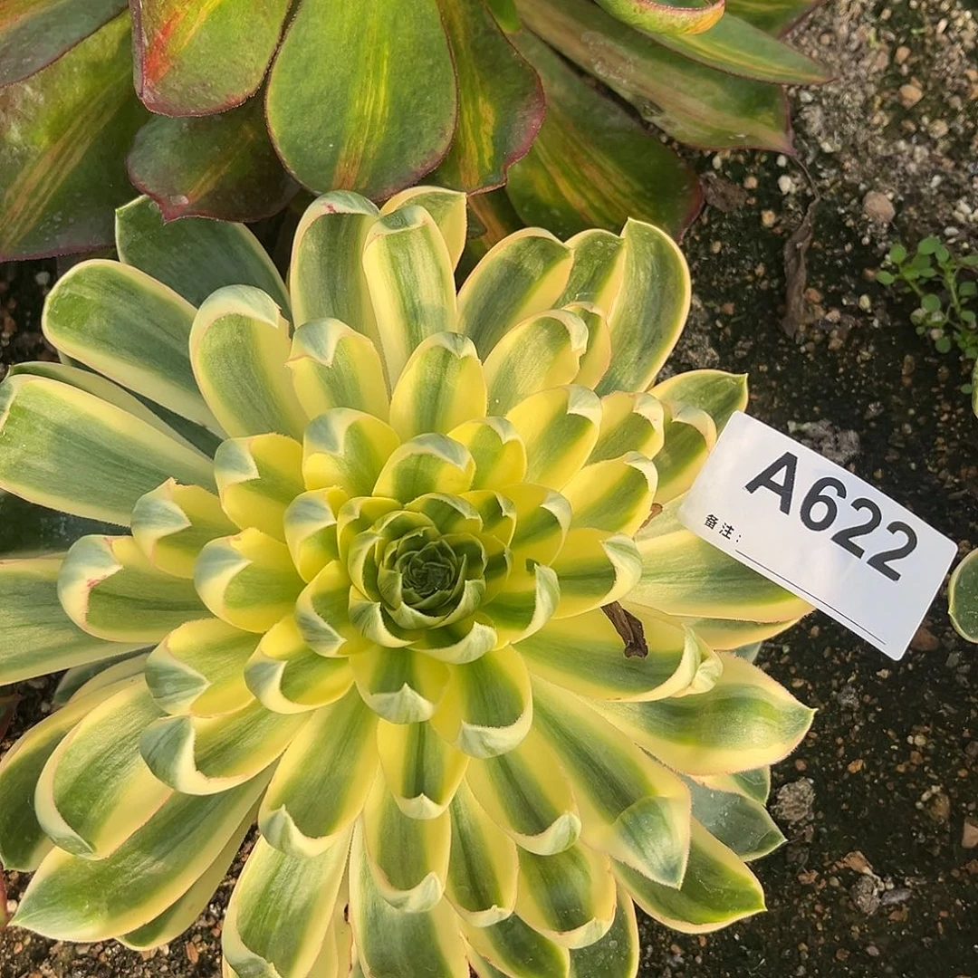 青莲法师多肉植物