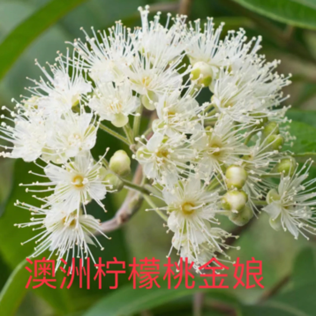 澳洲柠檬桃金娘杯苗适合0度左右种植叶子要来泡茶调味料泰菜伴侣