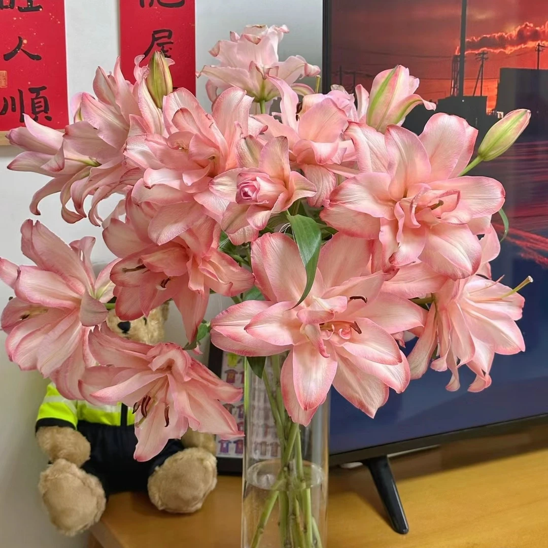 [优选]重瓣布朗尼百合鲜切花一件包邮