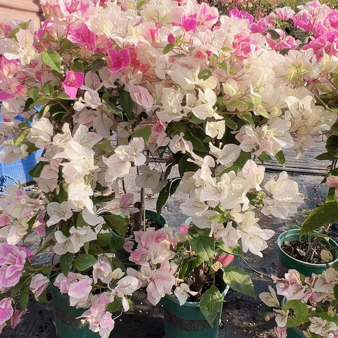 大部分花苞少量开放漳红樱带竹一棵