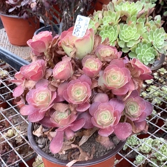62魅金玫瑰多肉法师植物