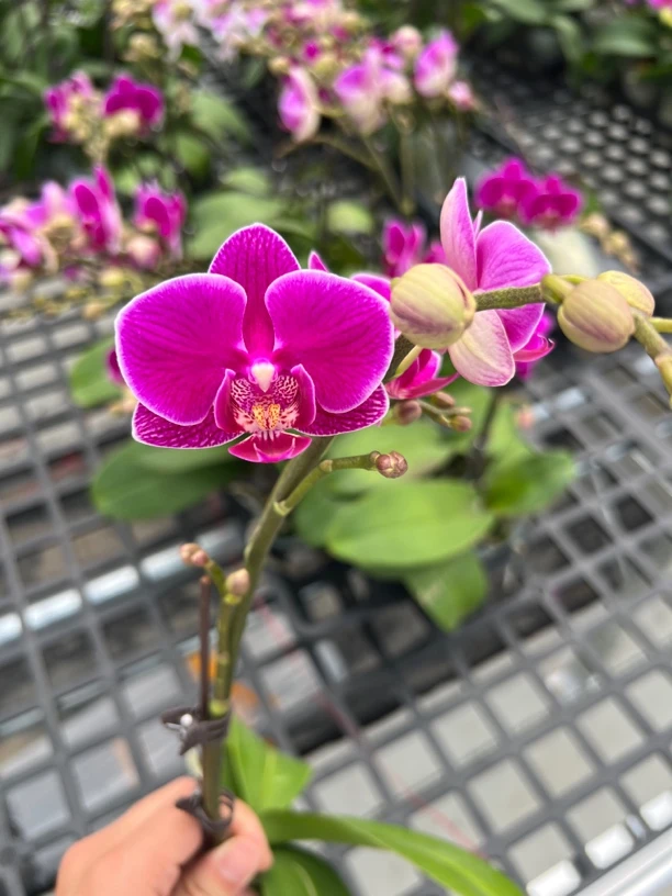 富豪优选（红酒）蝴蝶兰花期长好养护