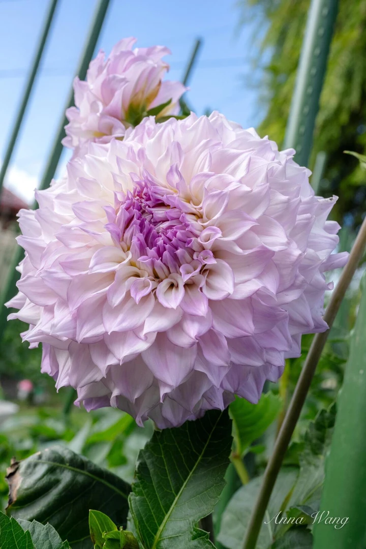 (紫色系大丽花）一整坨进口大丽花多年生包对版